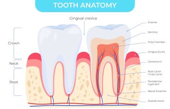 Anatomy of Tooth